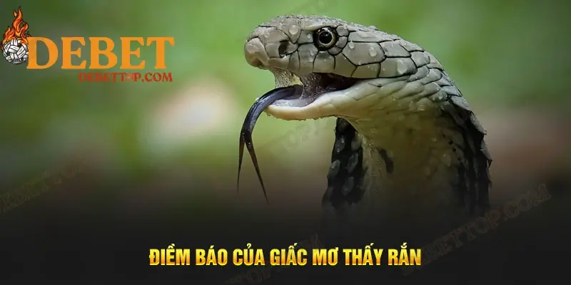 Điềm báo của giấc mơ thấy rắn