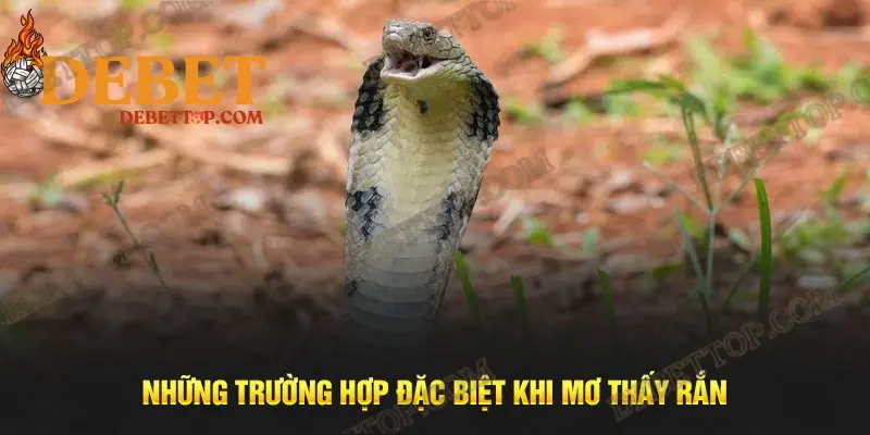 Những trường hợp đặc biệt khi mơ thấy rắn