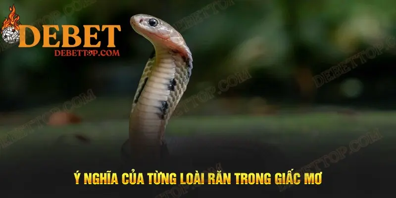 Ý nghĩa của từng loài rắn trong giấc mơ